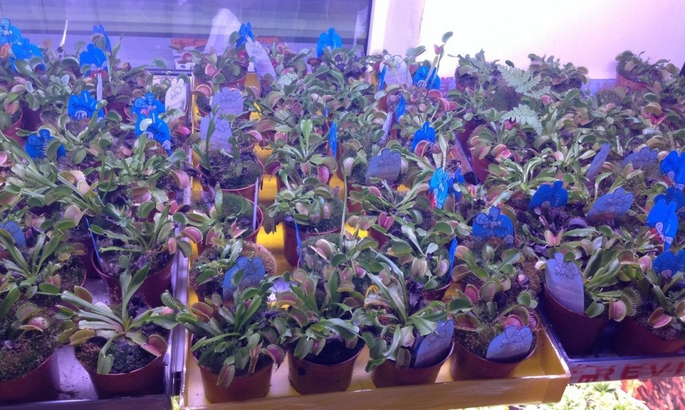 Купить Венерина Мухоловка